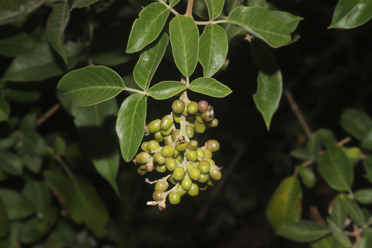 Vitex trifolia subsp. trifolia